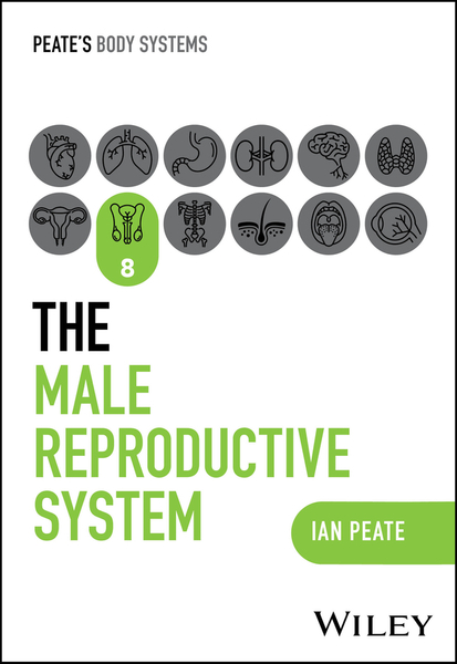 The Male Reproductive System