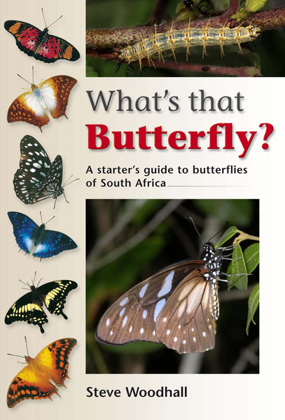 What's that Butterfly?